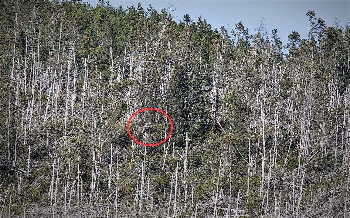 The osprey nest is circled in the area of Brawlbin Forest. Pictures: Rod Foster