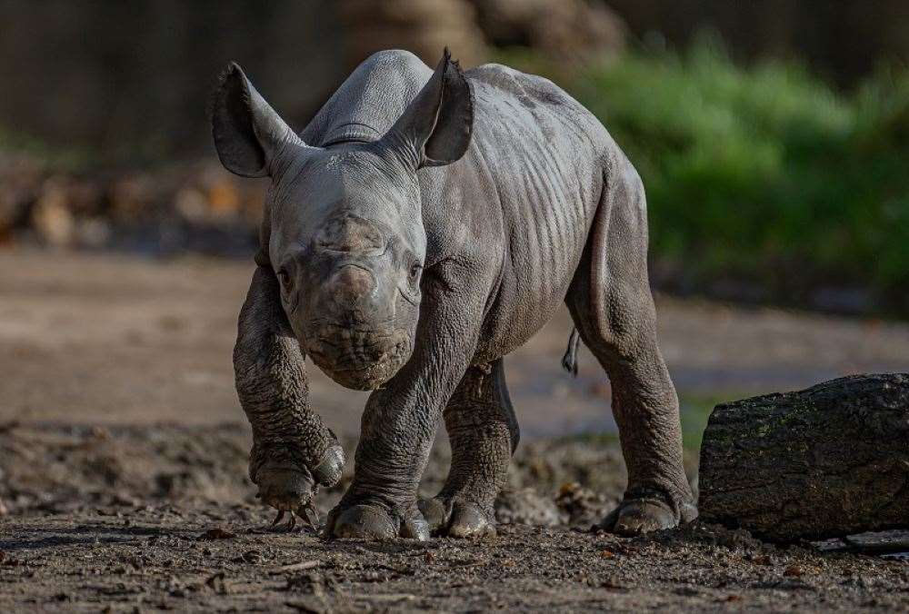 Rhino experts from the zoo have said Zuri and her daughter have been “inseparable” (Chester Zoo/ PA)