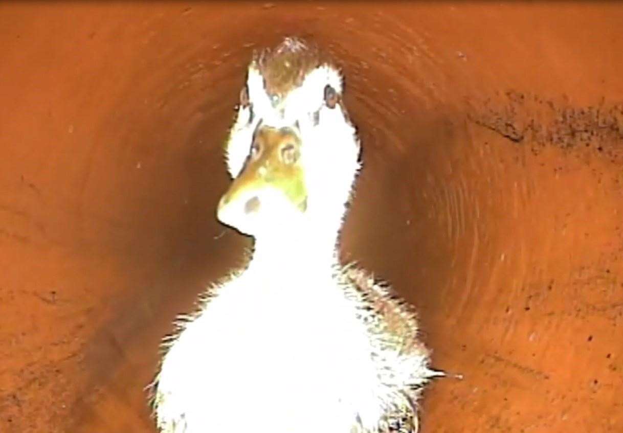 The duck gave a quizzical look to the robotic camera that inspected the pipes (Wessex Water/PA)