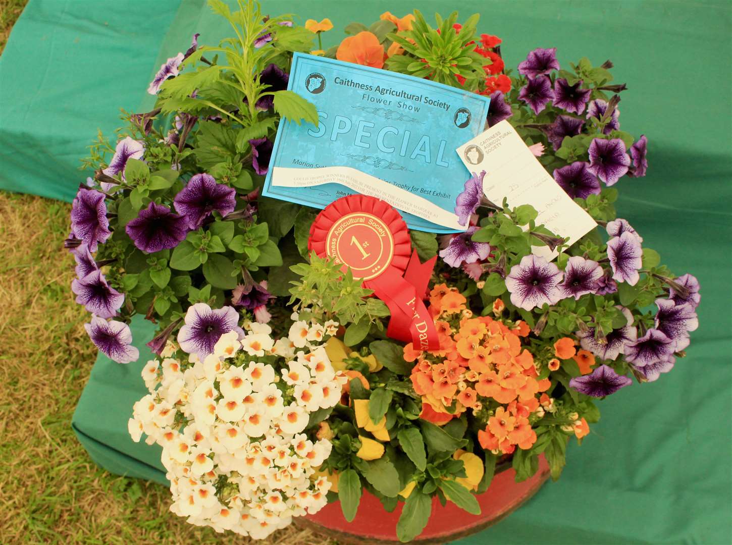 Isobel Angus's prize-winning patio planter in the flower tent.