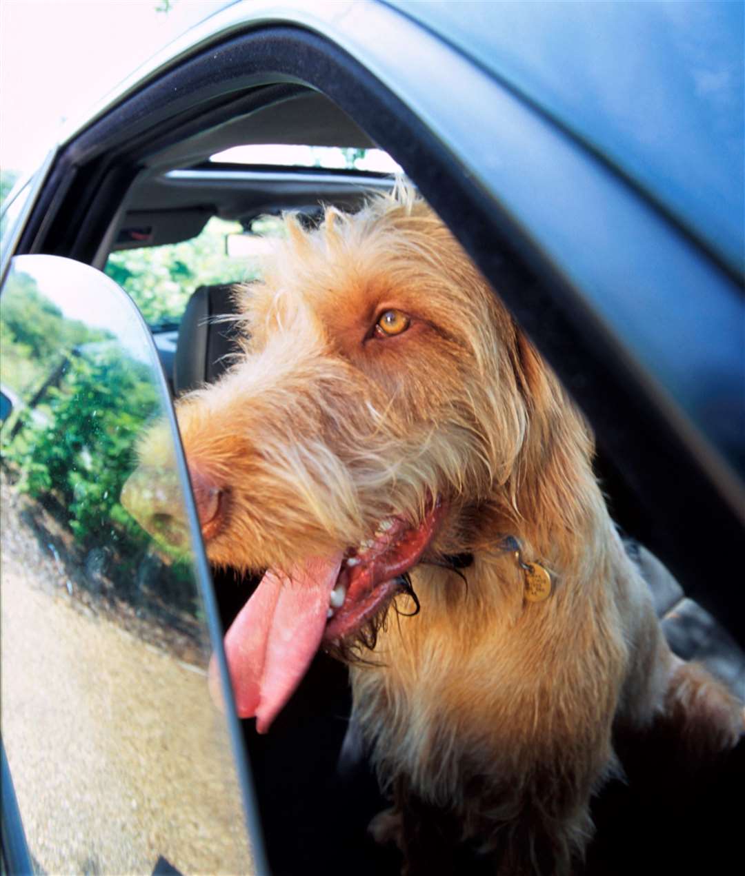 Hungarian wire-haired Vizsla panting in a car with the window open. Picture: Andrew Forsyth / RSPCA