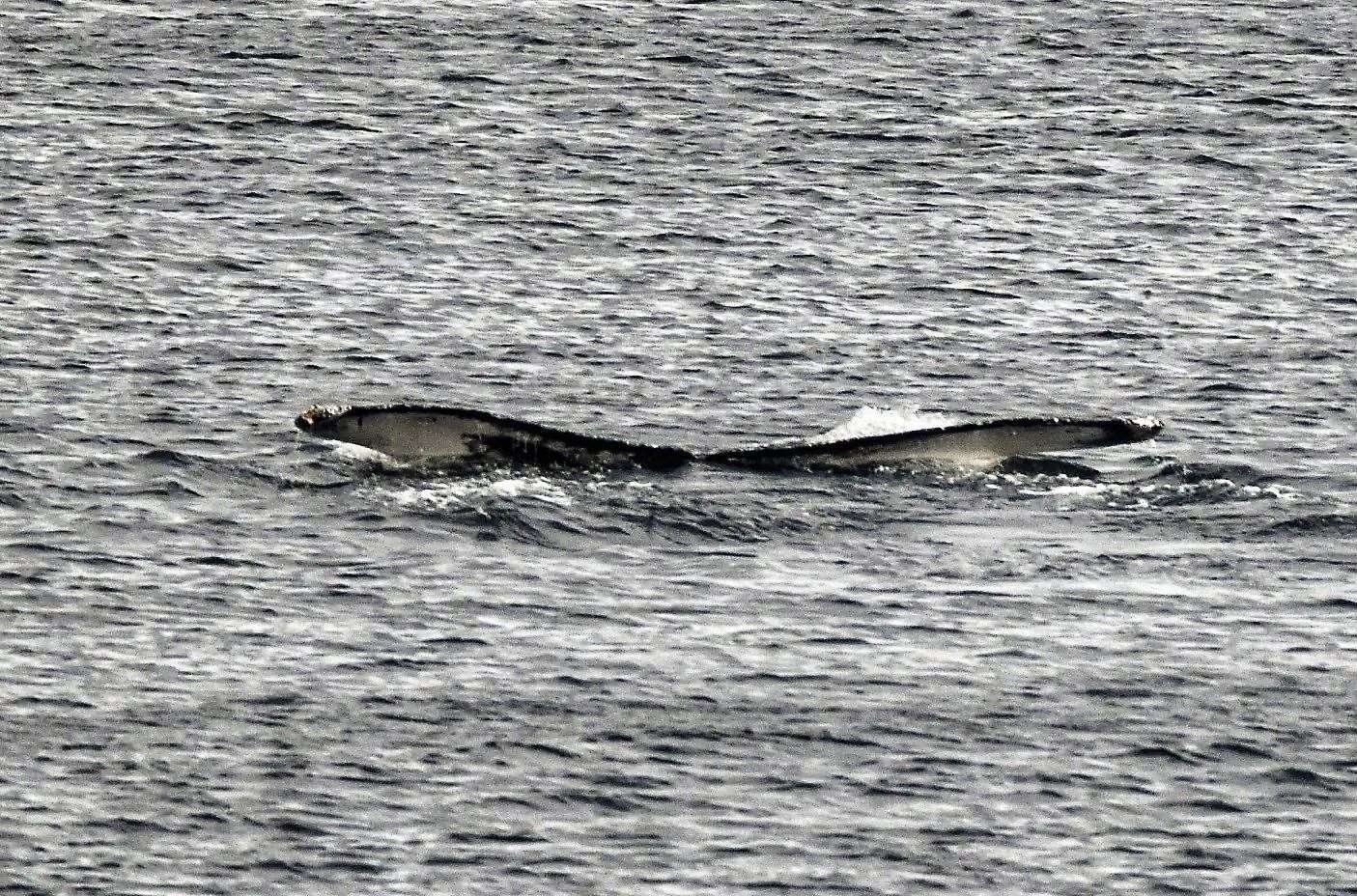 The humpback whale's fluke breaks the surface near Achastle shore on Wednesday evening. Picture: Andy Knight