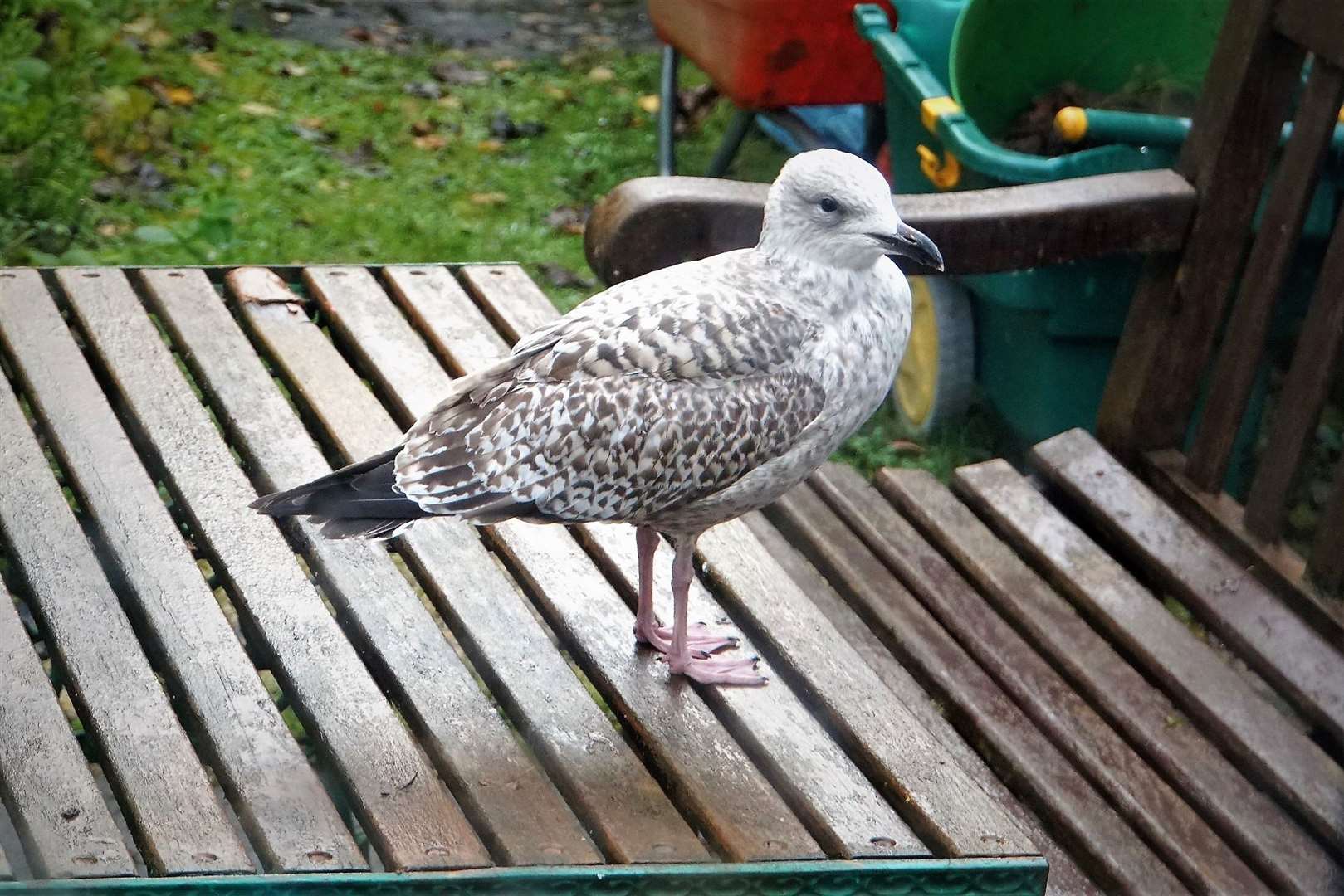 A fledgling herring gull seen in Wick. Picture: DGS