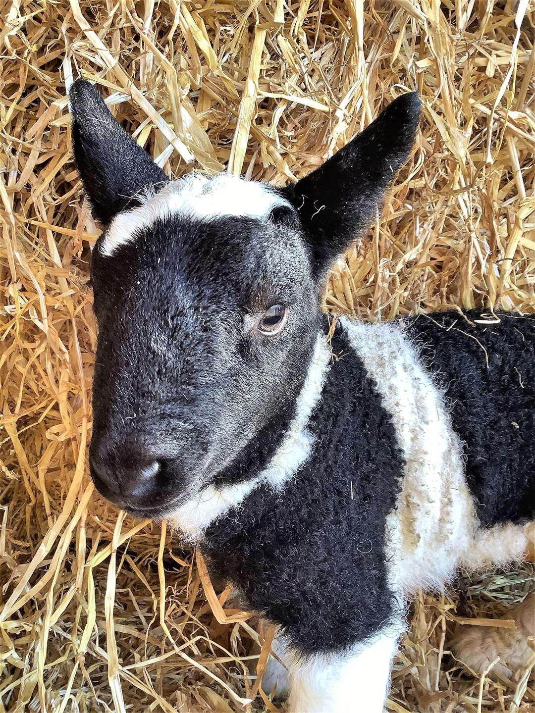 The Kirkton Farm lamb has an unusual colouring.