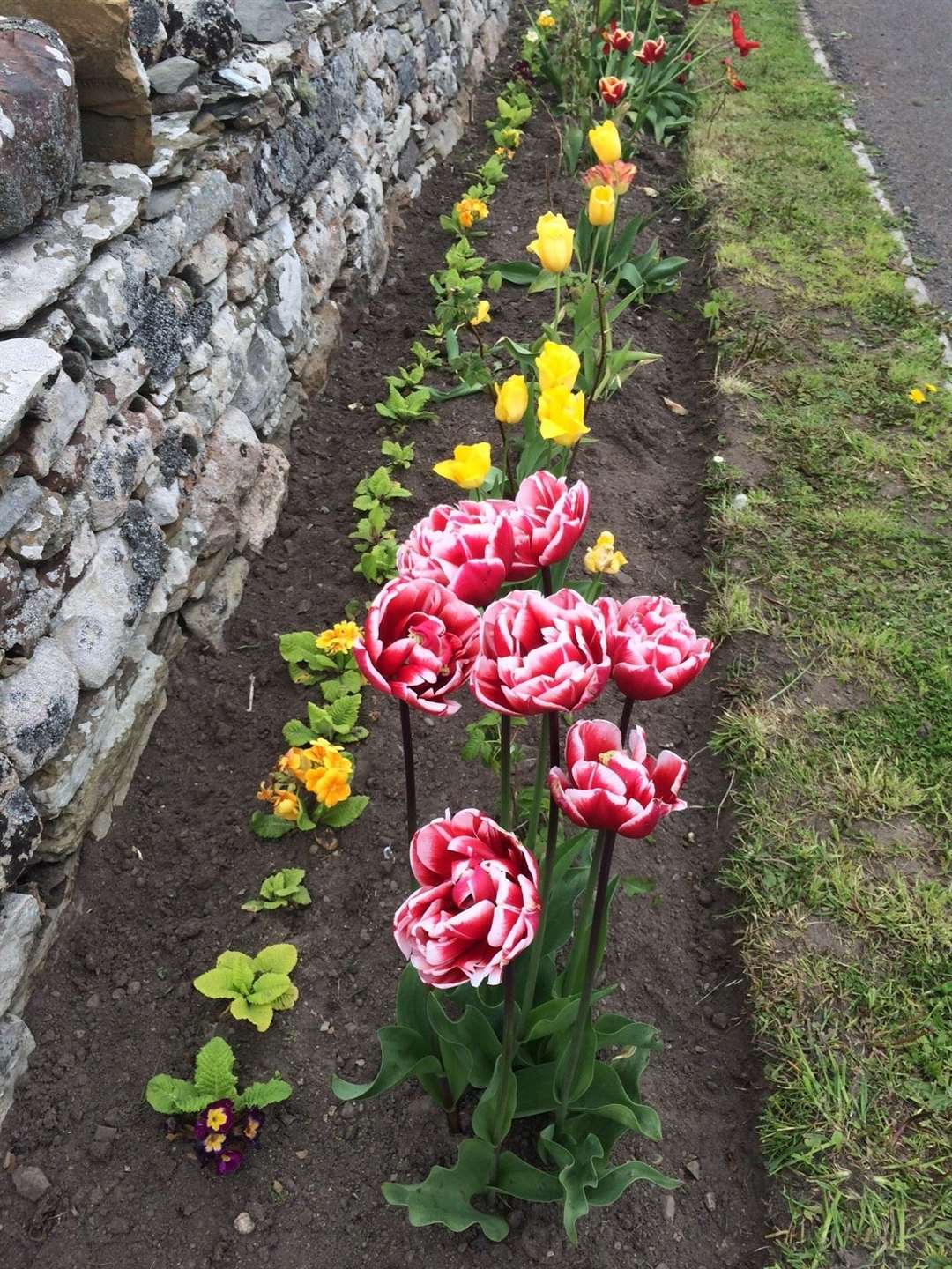 A close-up of some of the tulips.