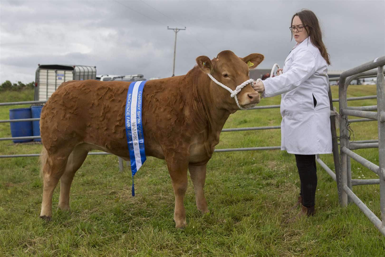 Beth Douglas, Bower, took the reserve supreme cattle championship with Ruby Red, a 15-month-old cross Limousin heifer after the AI bull Netherhall Jackpot. Picture: Robert MacDonald / Northern Studios