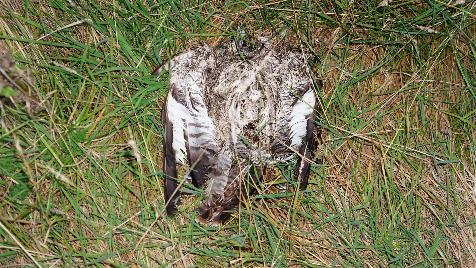 The public is advised to report finds of dead birds. Picture: DGS