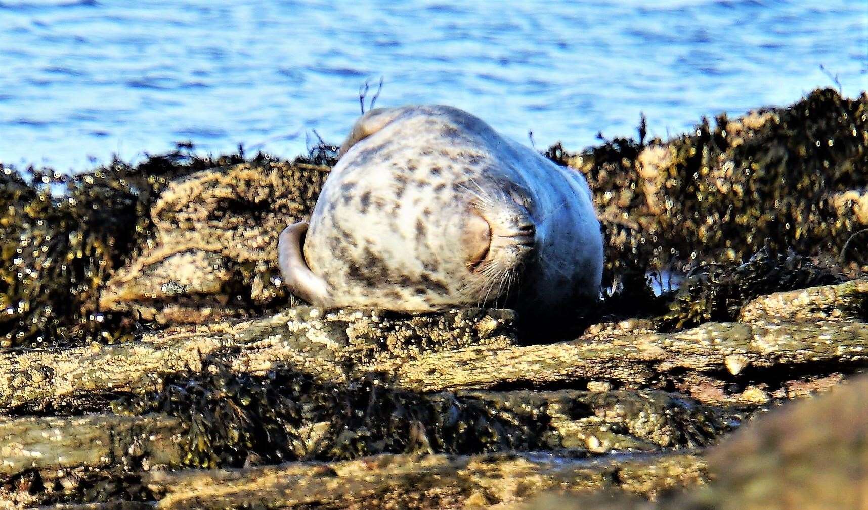 Seal basking on the shore at Ackegill last month. Picture: DGS