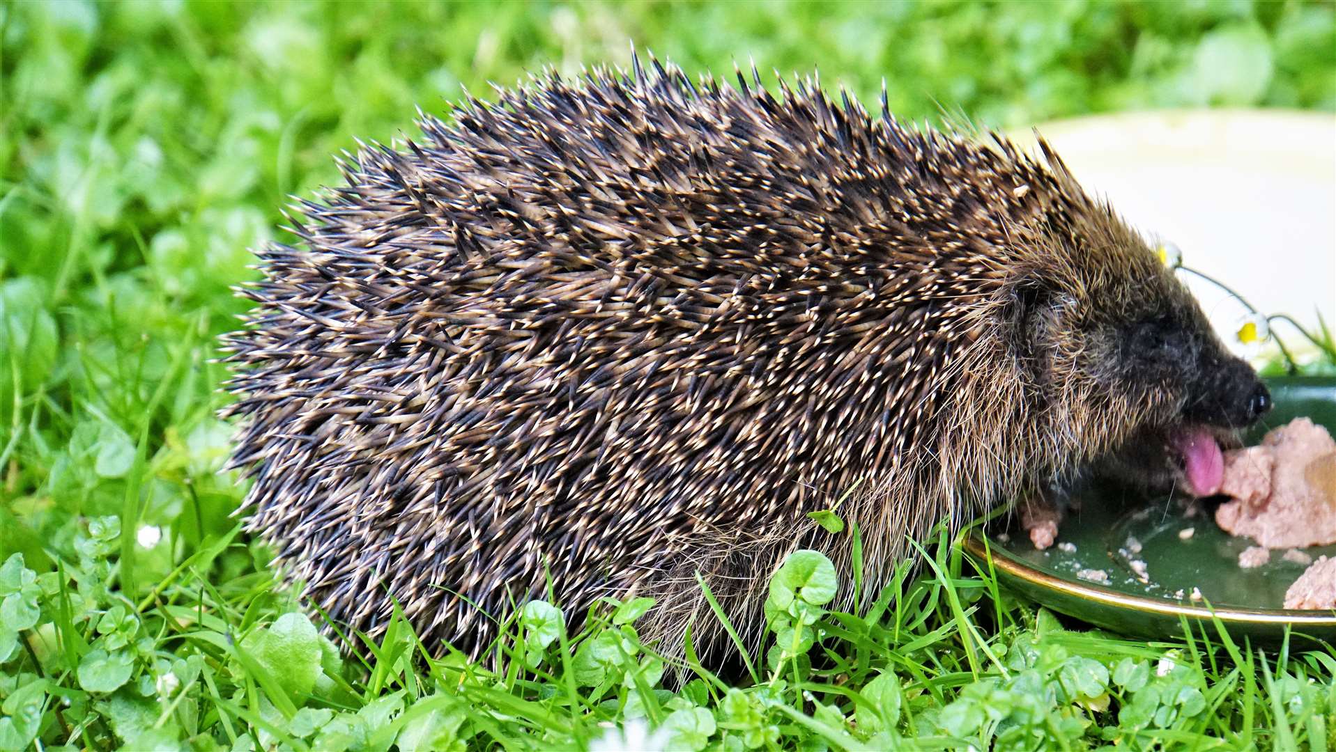 The hedgehog tucks into some dog food and is back to full health now.