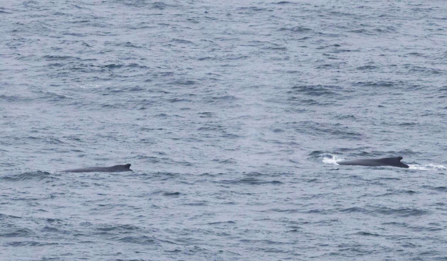 Two of the humpback whales photographed from Dunnet Head on Friday. Picture: Karen Munro