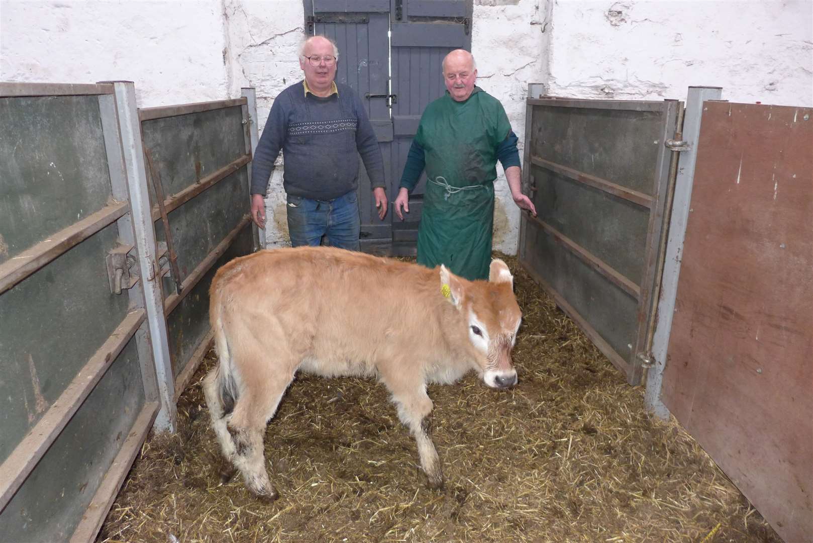This photo, taken just before the coronavirus social distancing implementation, shows farmer James Anderson (left) and local AI cattle breeding technician Willie Mackay admiring the pedigree Romagnola bull calf, which was born thanks to using a 44-year-old frozen AI straw.