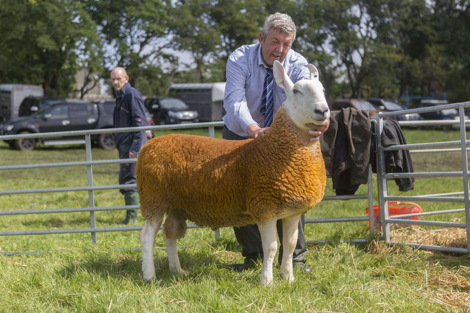 William Barneston, Lynegar, Watten, with the Border Leicester champion, a shearling tup by Alticane Hitman. Picture: Robert MacDonald / Northern Studios