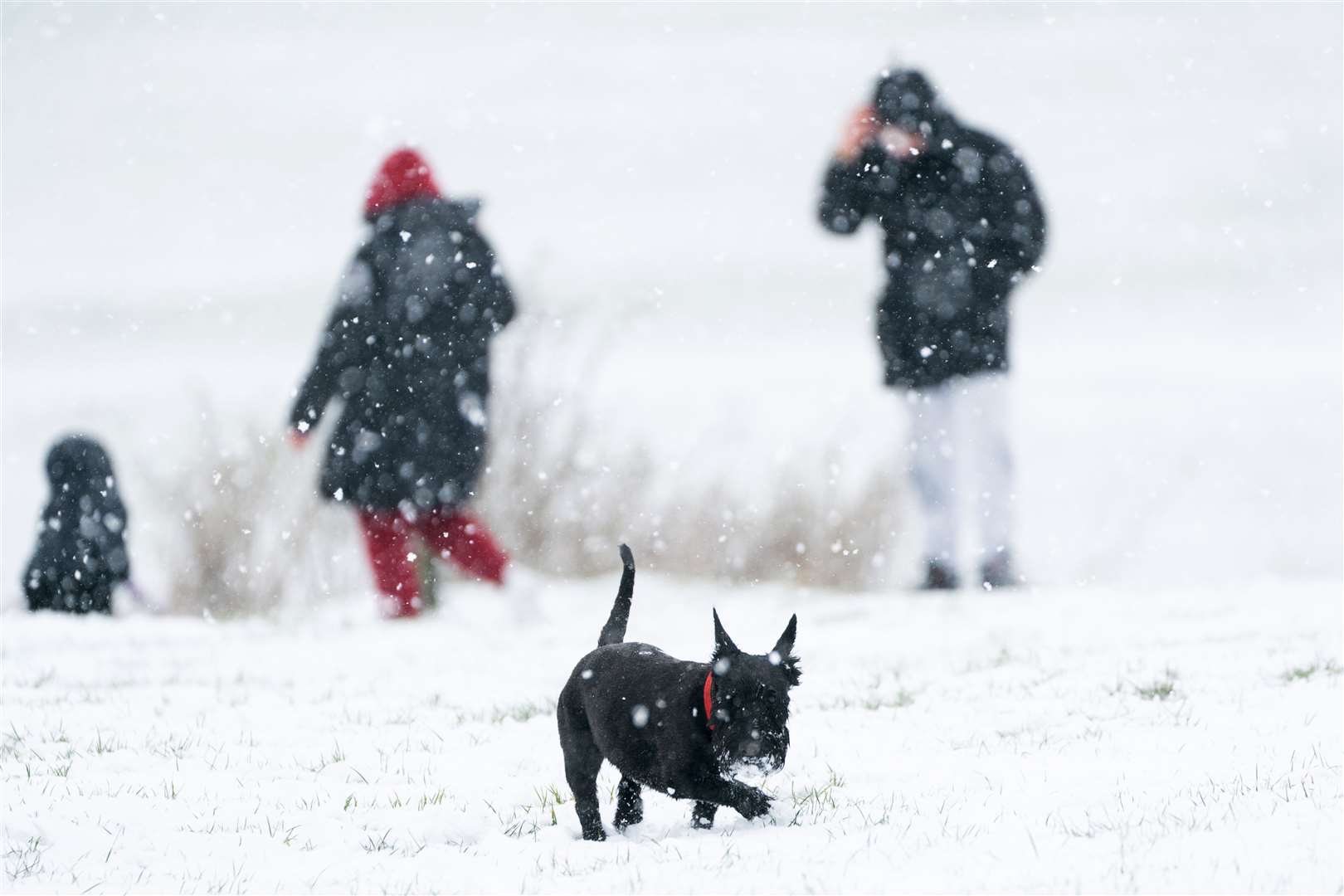 A Scottish terrier plays in the snow on Dunstable Downs in Bedfordshire (Joe Giddens/PA)