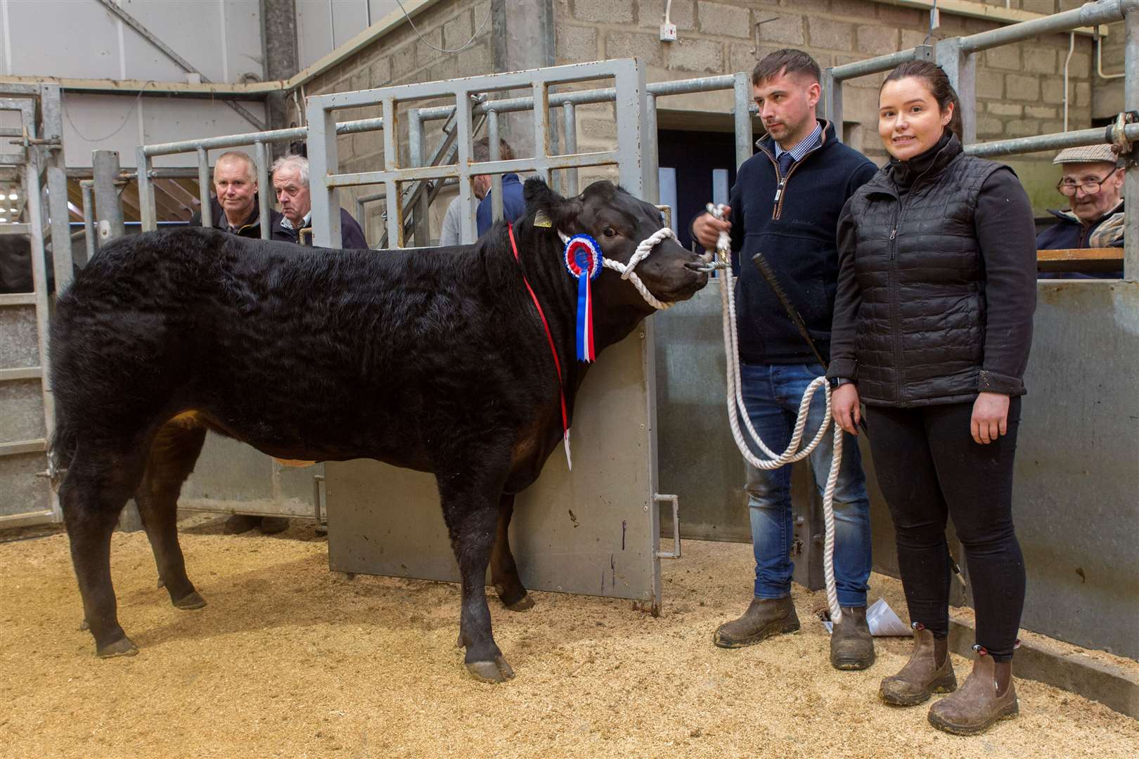 Not only did Hannah Levack win the championship at Caithness Livestock Centre's show and sale of Young Farmers' overwintered cattle, she also took the reserve with another cross Limousin heifer. Holding the reserve is her partner Kris Sutherland. Picture: Robert MacDonald / Northern Studios