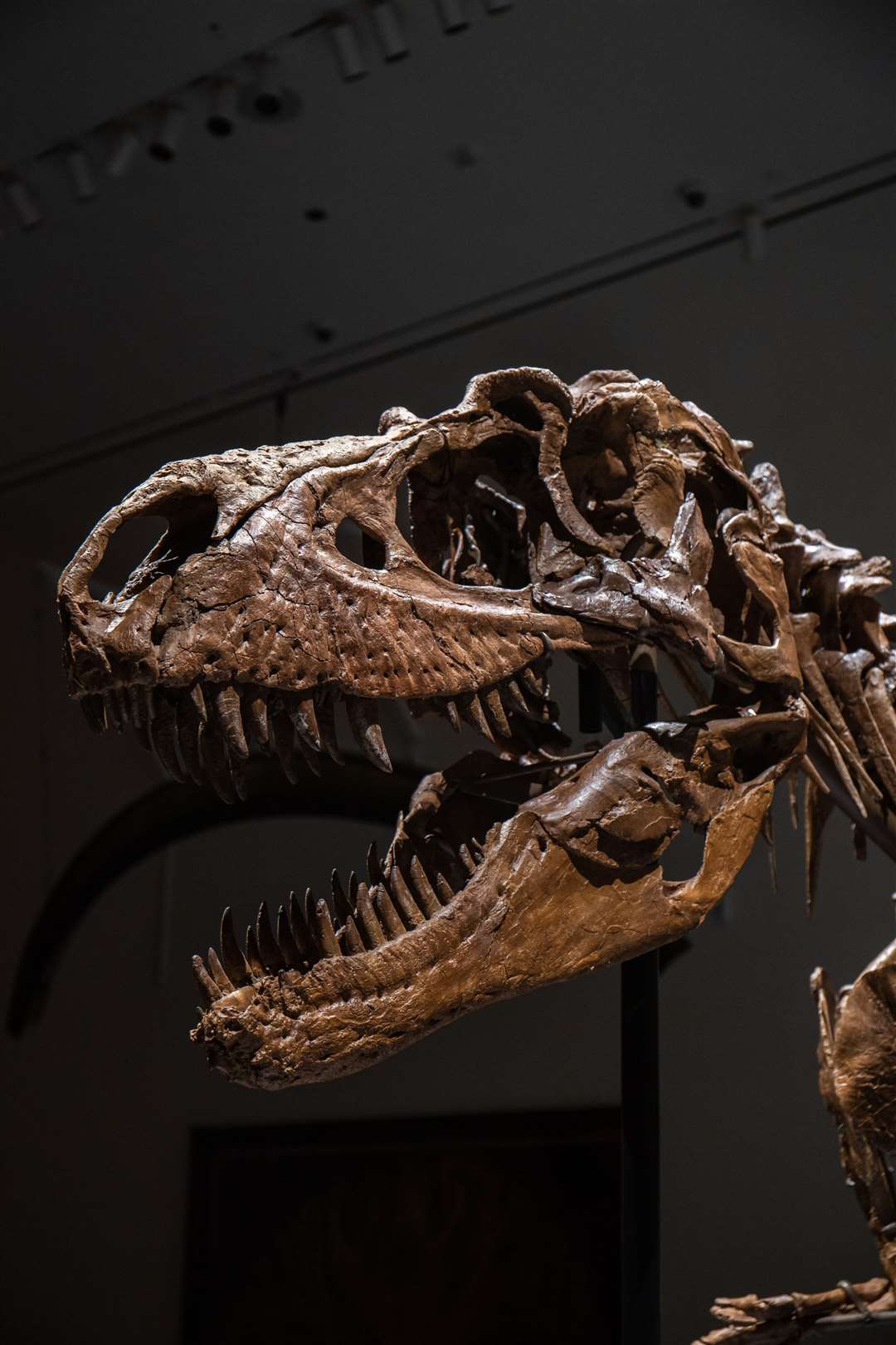 The Gorgosaurus skeleton will go up for auction in New York on July 28 (Sotheby’s/PA)