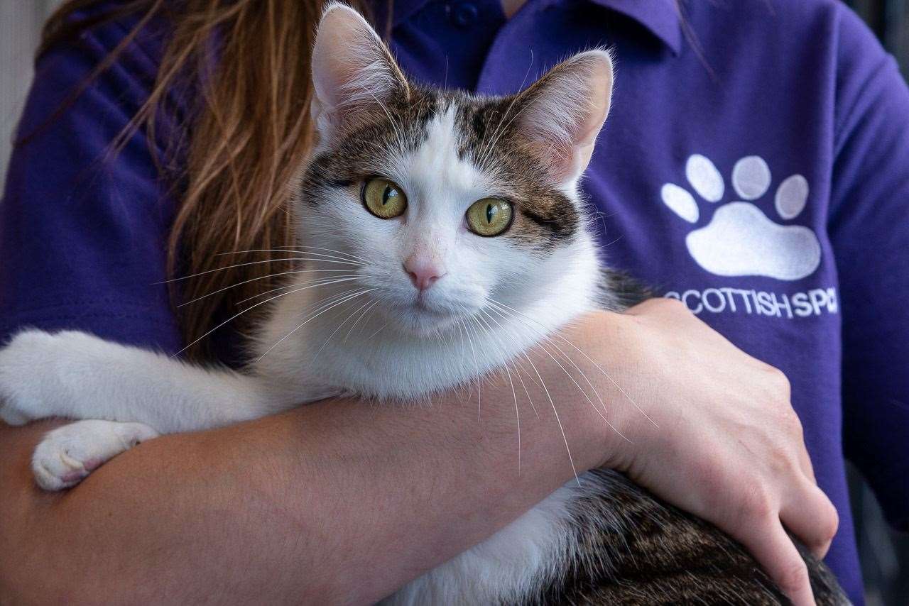 A cat being cuddled by one of the helpers at the Caithness and Sutherland Animal Rescue and Rehoming Centre. While the centre will be open during the festive season, the option to re-home any of the animals will be suspended until the New Year in order to prevent the risk of pets being acquired for Christmas only to be discarded soon after.