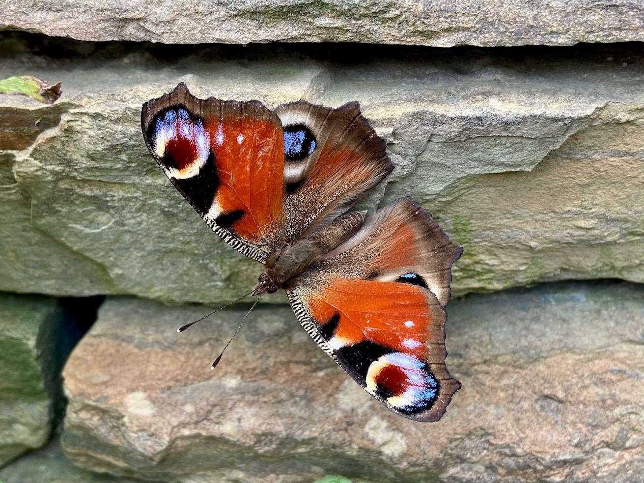 Peacock Butterfly in my garden on September 17. These often fly in over huge distances but this one’s pristine condition suggests it may have been born and bred locally.