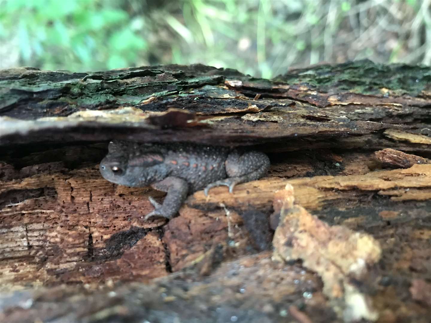 Toads were found in tree cavities (Froglife/PA)