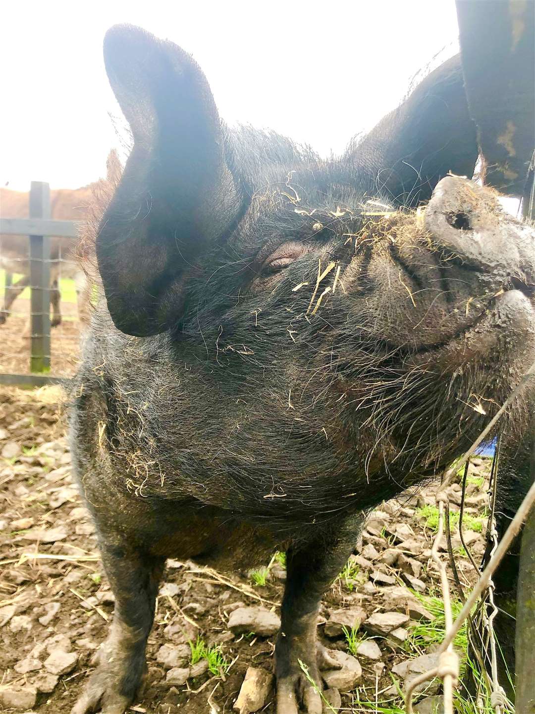 Dolly is a kune kune pig of about 11.