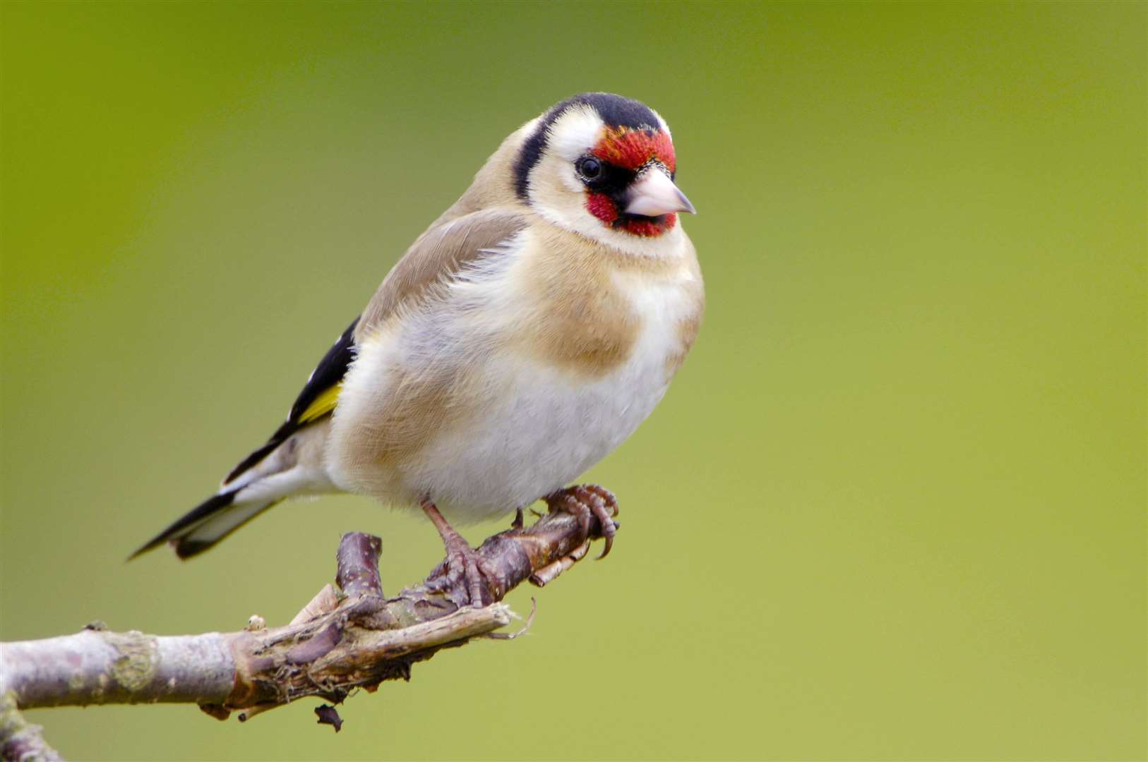 Garden species such as goldfinch are showing positive signs of recovery. Photo: Lorne Gill/NatureScot