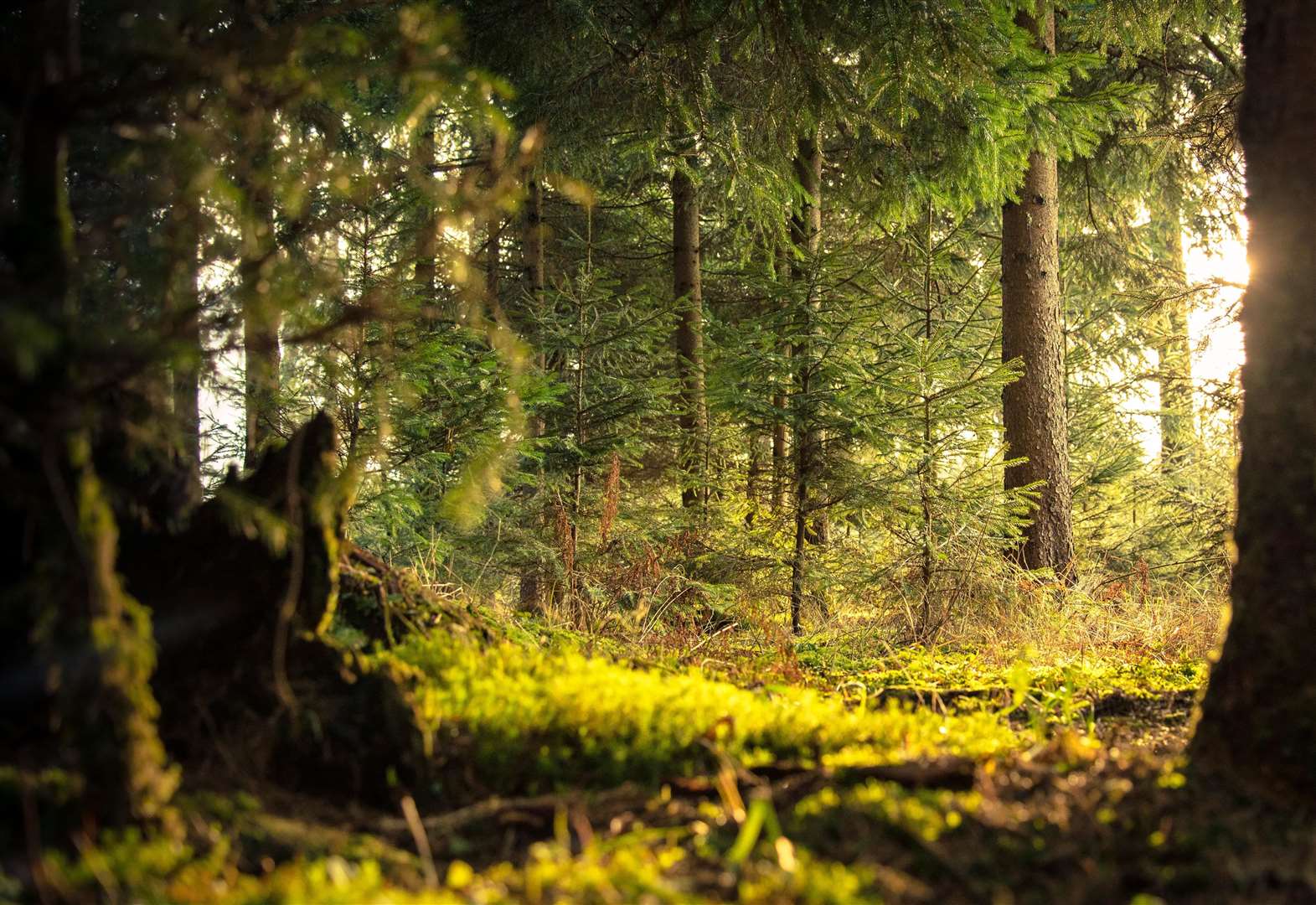 This year, the International Day of Forests will fall on Sunday, March 21. Picture: Nejc Košir from Pexels.