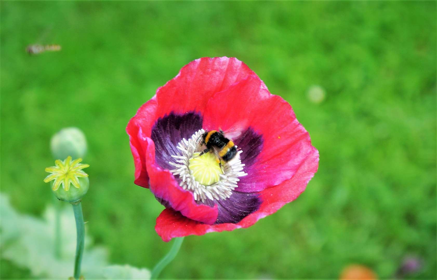Bumblebee gathers nectar from a poppy in Wick. Picture: DGS