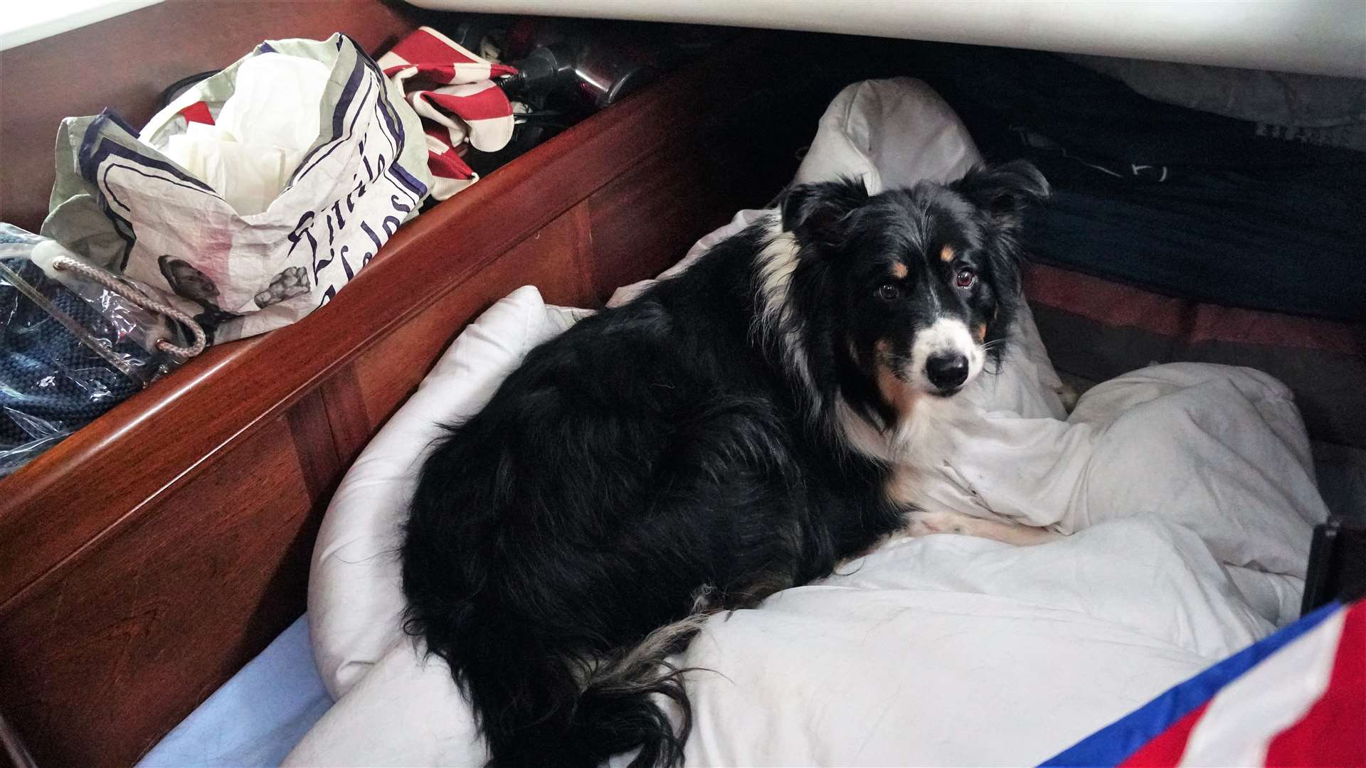 George's faithful companion Buster the dog has his own bed on board the boat. Picture: DGS