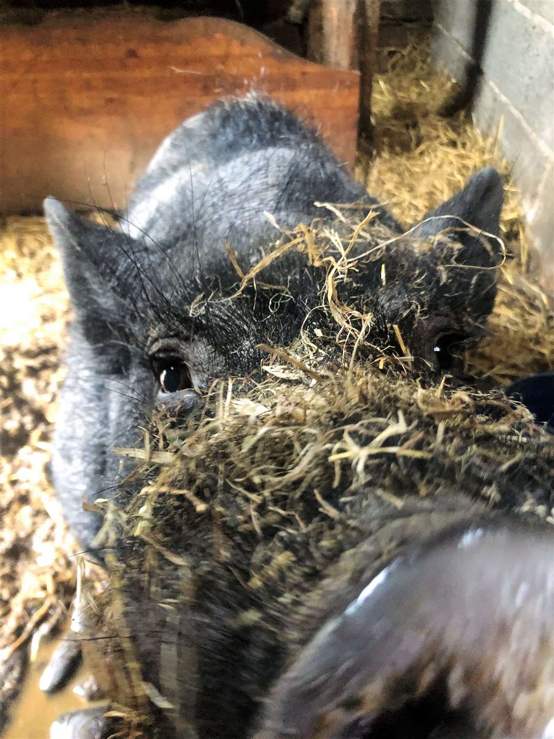 Mr Bingley is a pot belly boar of 15 years who was rescued from Bingley Forest in Yorkshire. All the pigs at Puffin Croft were found to be in a healthy condition by SSPCA inspectors. Pictures: Puffin Croft