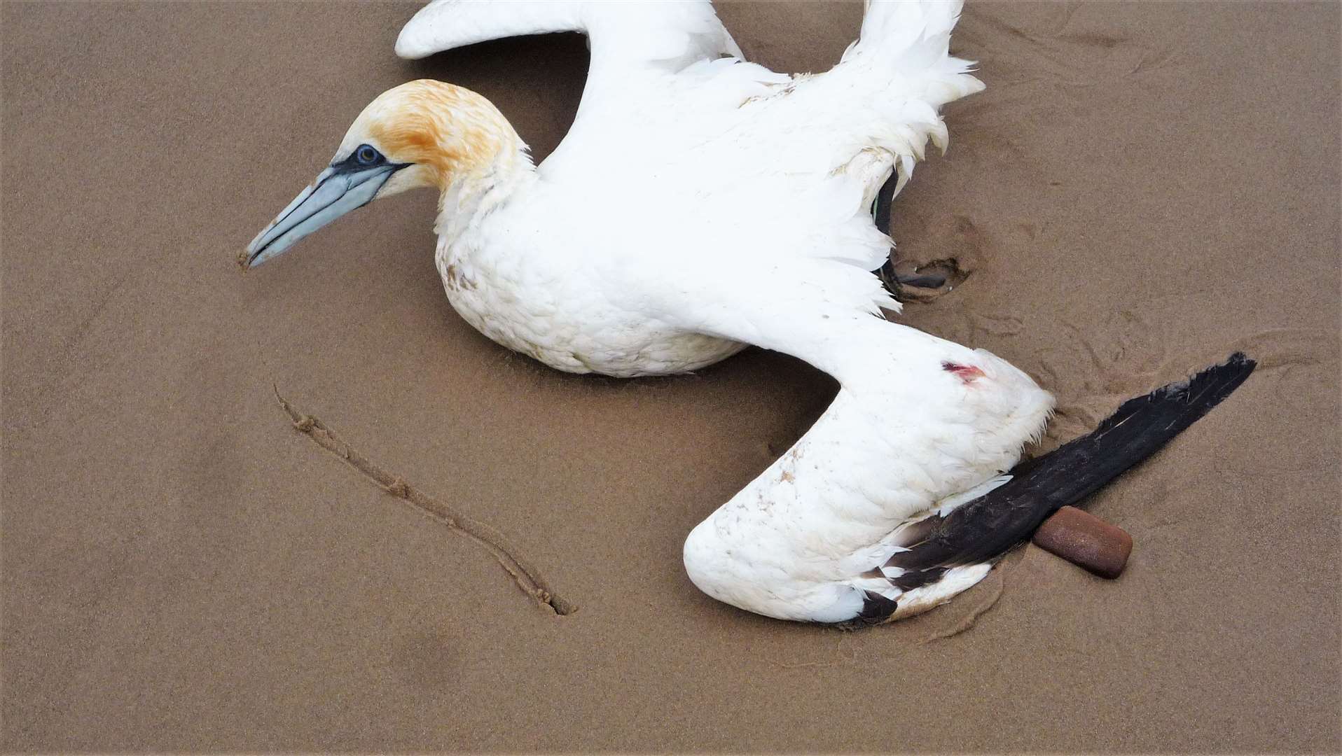 The last moments of a dying gannet on Keiss beach. Picture: DGS