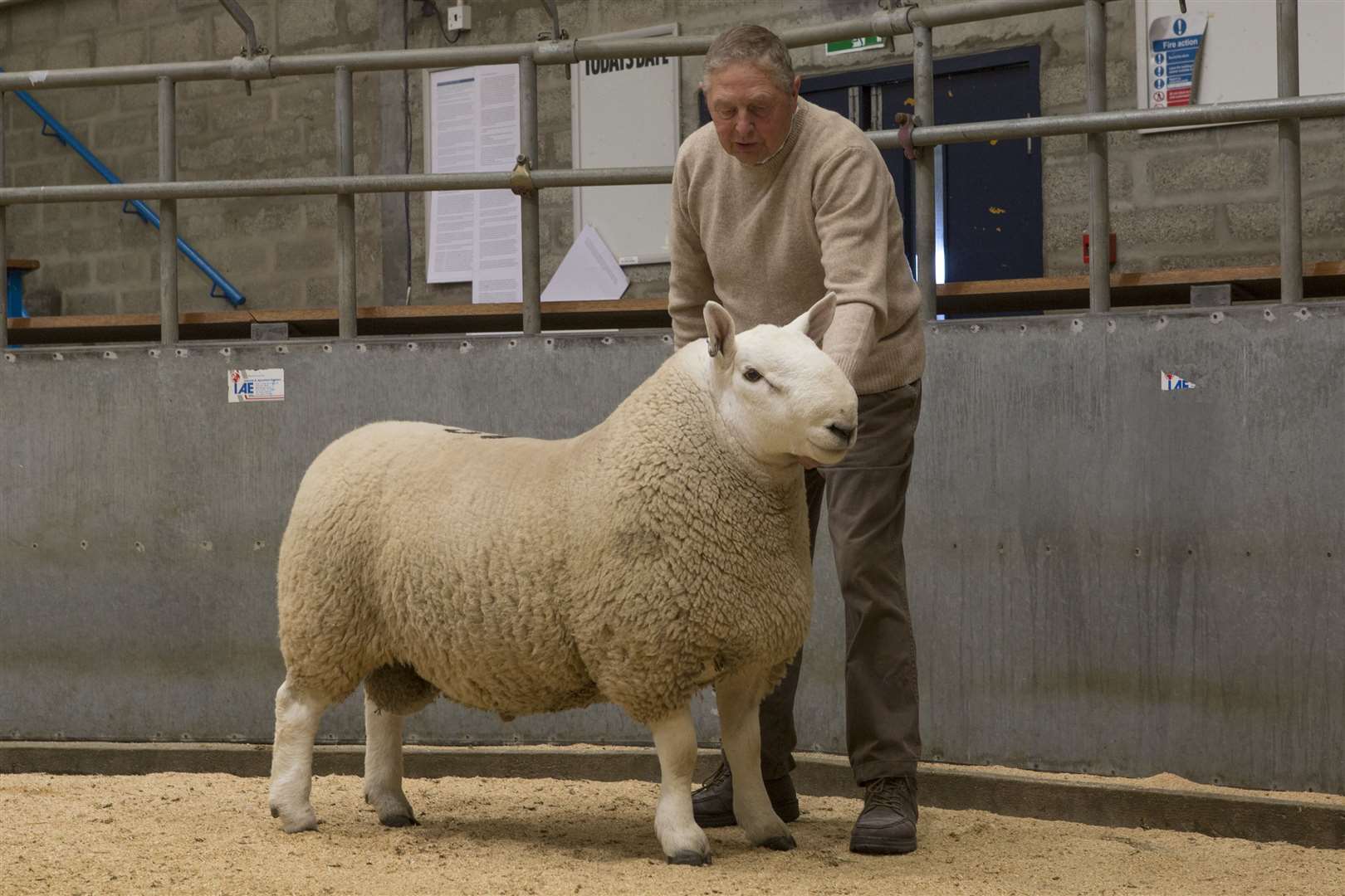 James Mackay, Biggins, Killimster, with his champion North Country Cheviot ram at the breed's annual Caithness show and sale. The champion, Biggins Xyler, a shearling by Smiddyquoy Ransom, sold at £4000, the second-top price, to Tommy Sinclair, Reaster Farm, Lyth. Picture: Robert MacDonald / Northern Studios