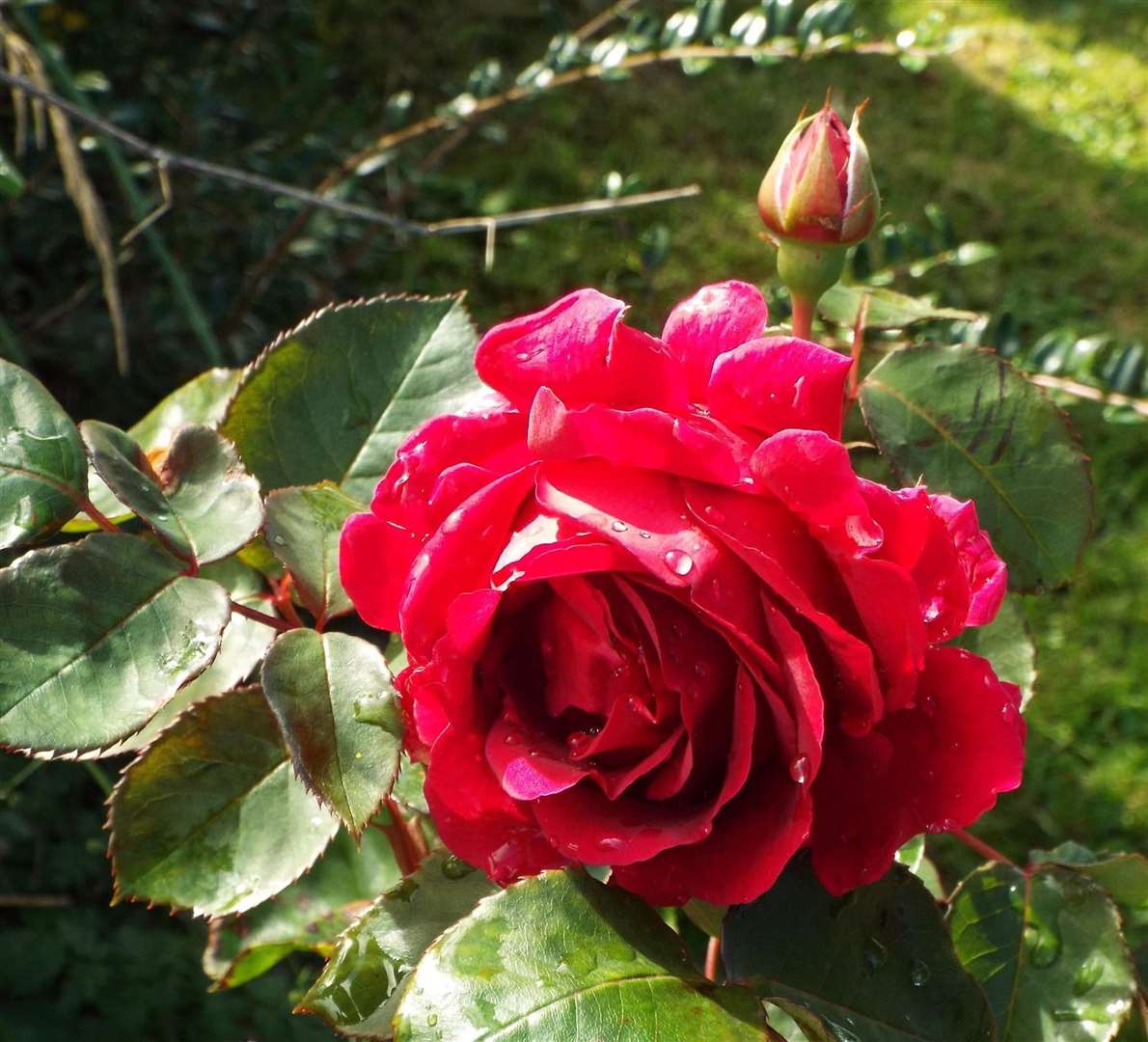 A lovely red rose, one of Donna Shearer's entries in the single rose class. Picture: Donna Shearer