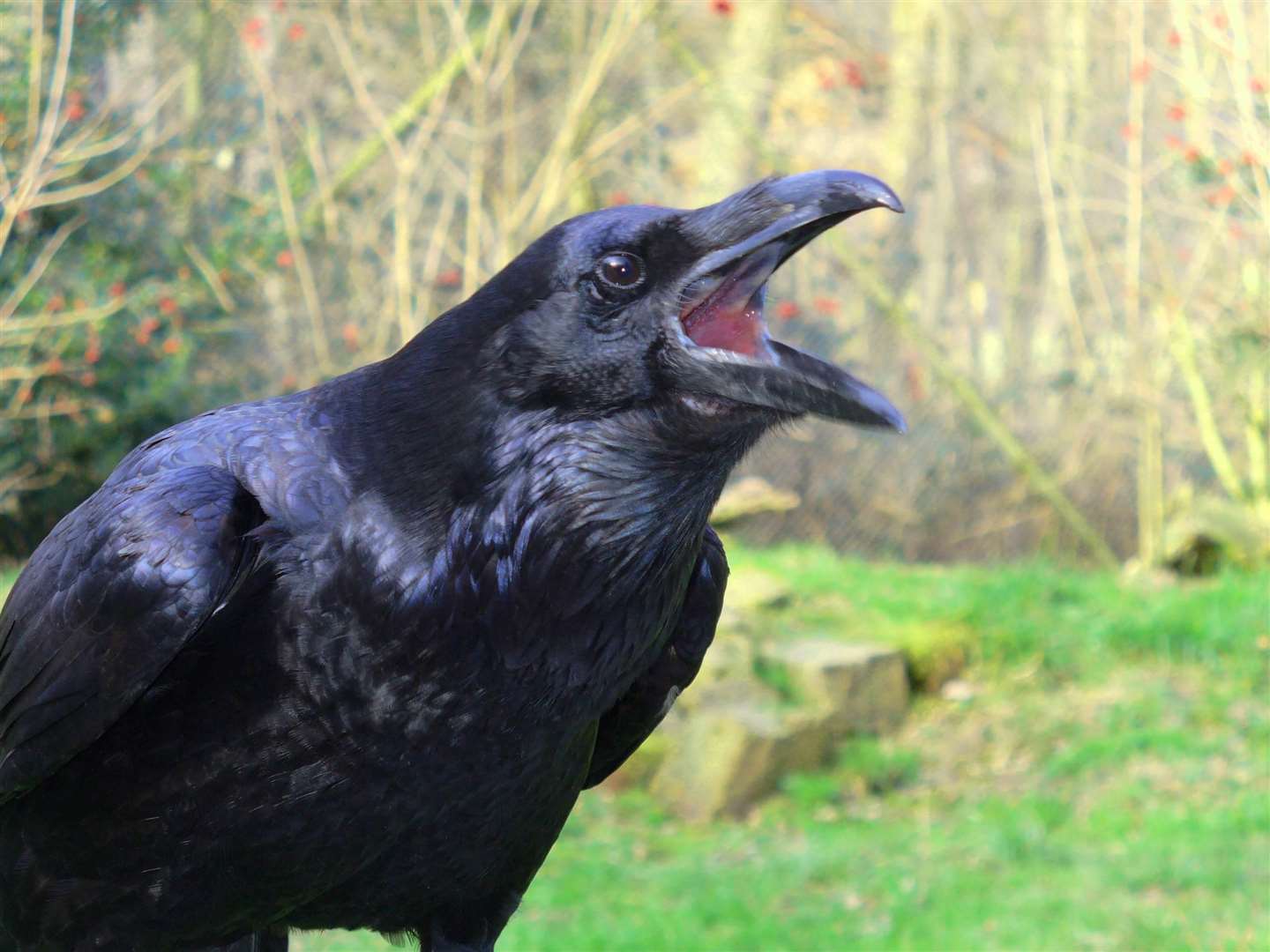 A special licence is required to shoot ravens.