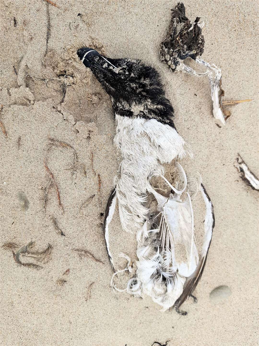 A razorbill lies decomposing on Dunnet beach. Dorcas Sinclair believes these dead birds could pose a significant health hazard.