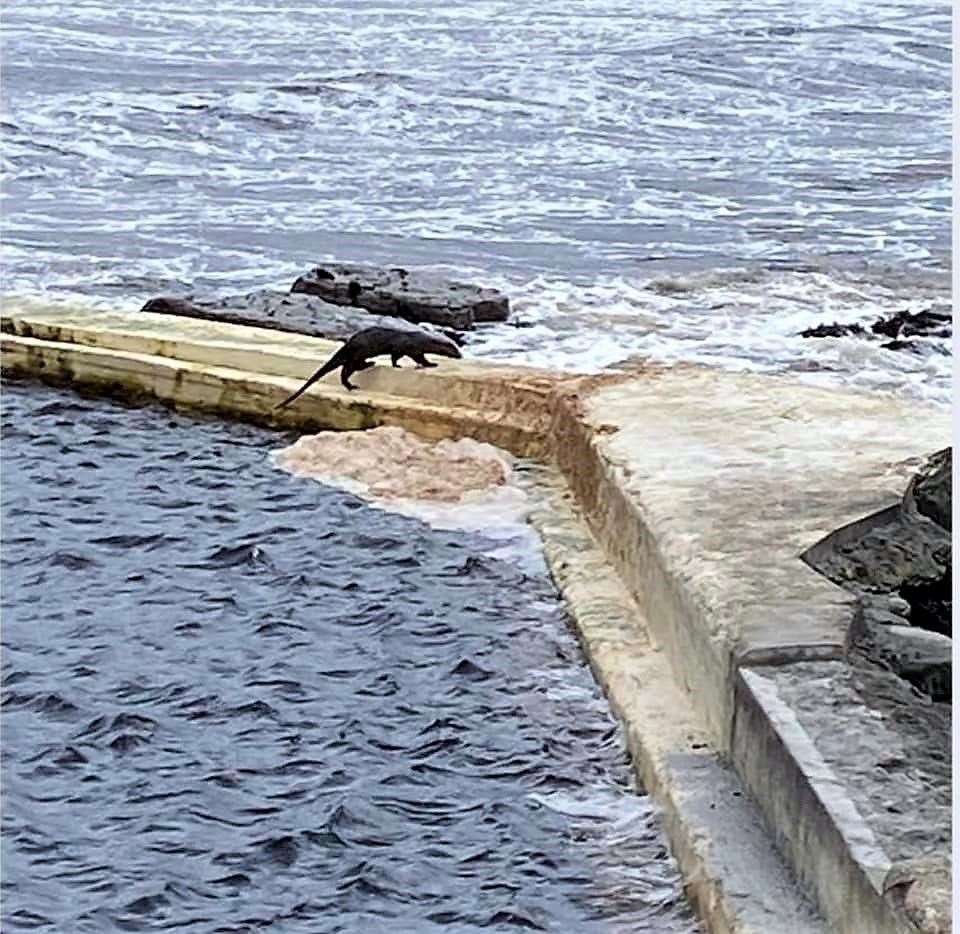 Otter has a swim at the North Baths, Wick. Picture: Roz Fleming