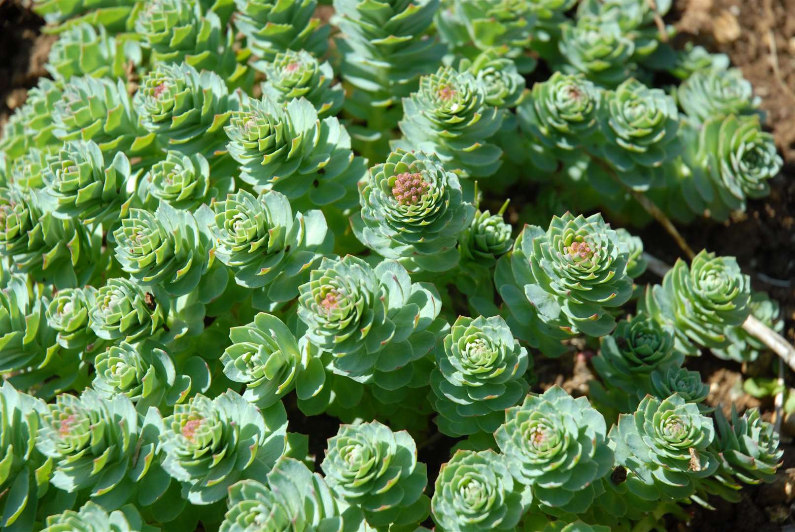 Rhodiola rosea also known as rose root or artic root