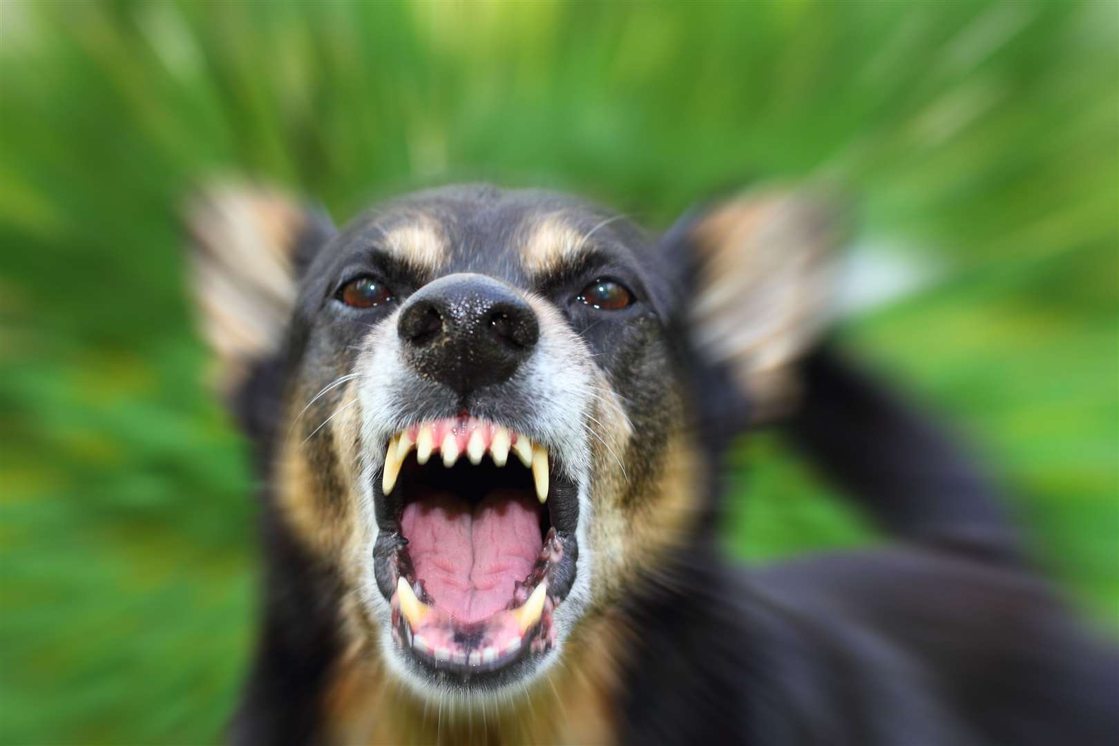 Of witnesses urged to report dog attacks – just 18 per cent say they would call the police and only 15 per cent would report it to a farmer. Picture: AdobeStock