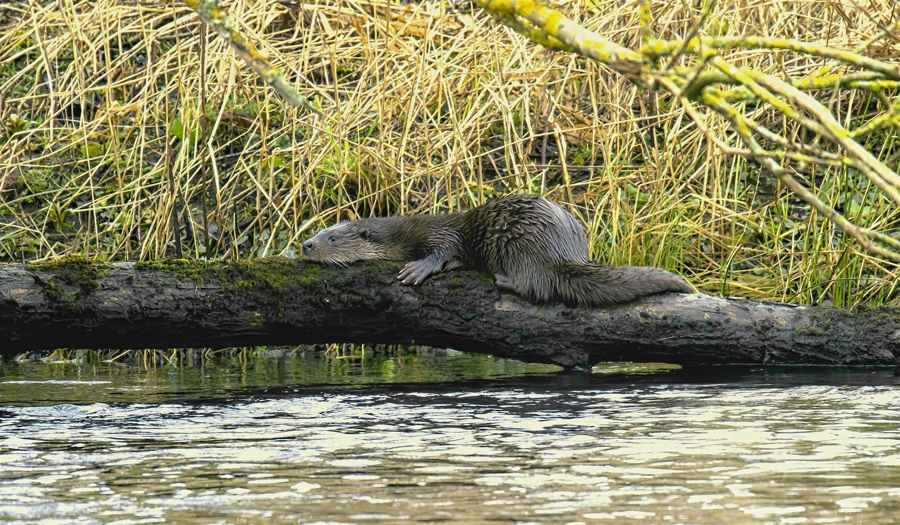 The otter seemed unperturbed by having an audience. Picture: Mel Roger