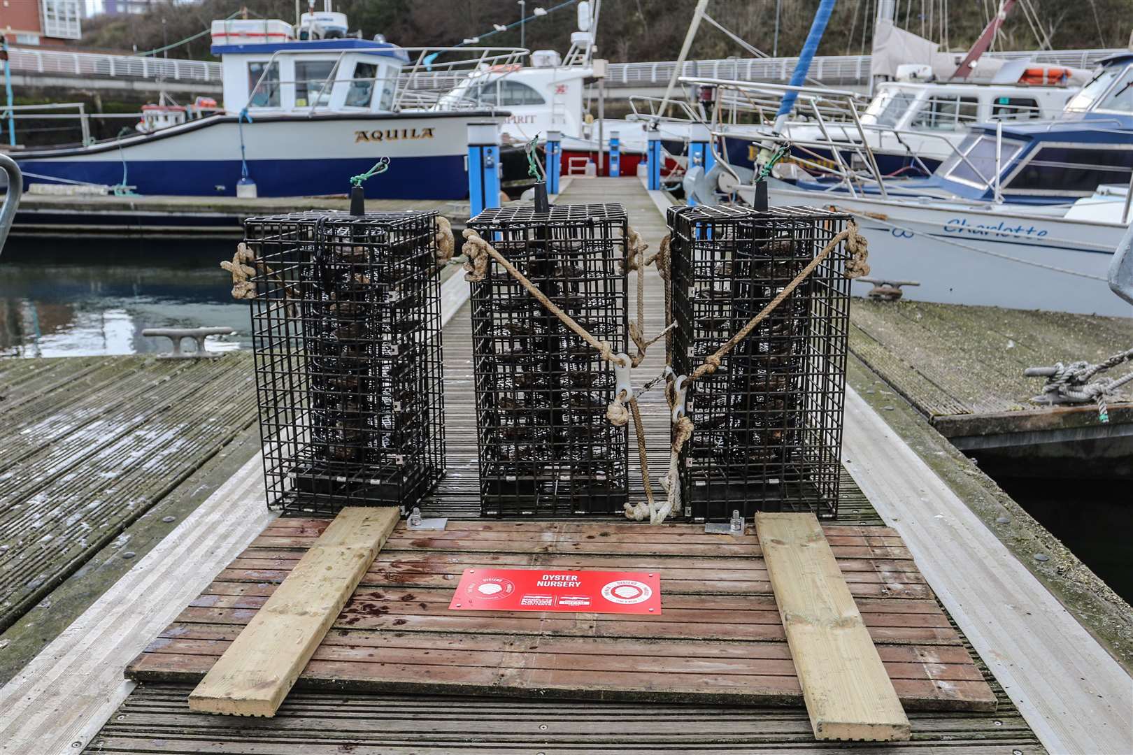 ‘Oyster nurseries’ ready to be placed beneath pontoons in the North East of England (ZSL/PA)