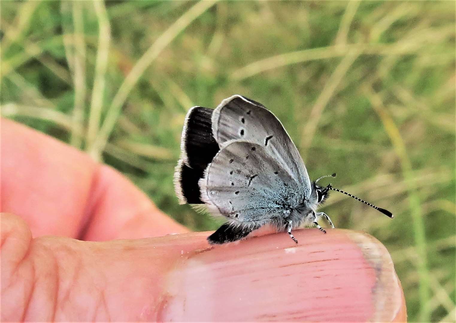 Small blue drying its wings. Picture: Mary Legg