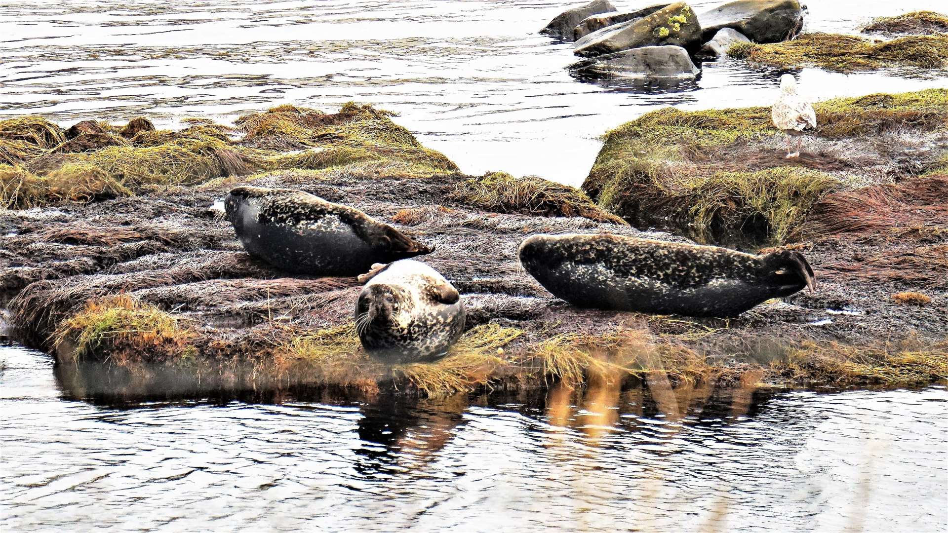 Seals are a popular attraction around the Caithness coastline. These seals were seen hanging out on an island in River Thurso last week. Picture: DGS
