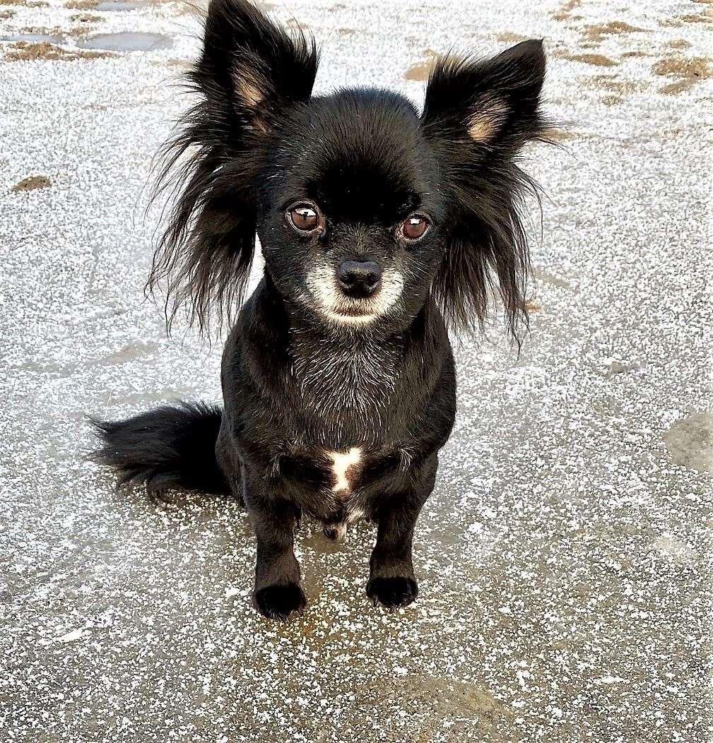 Chihuahua charity calendar goes on sale