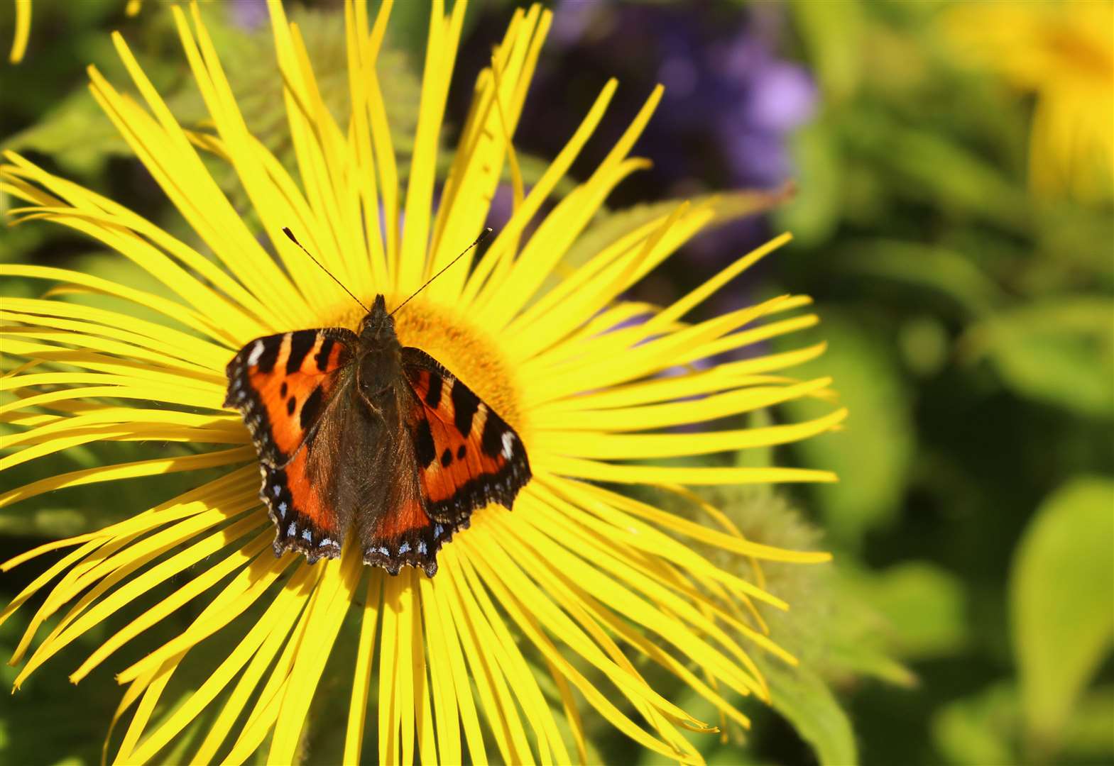 A small tortoiseshell butterfly in the Wick WWII memorial garden earlier this month. Picture: Alan Hendry