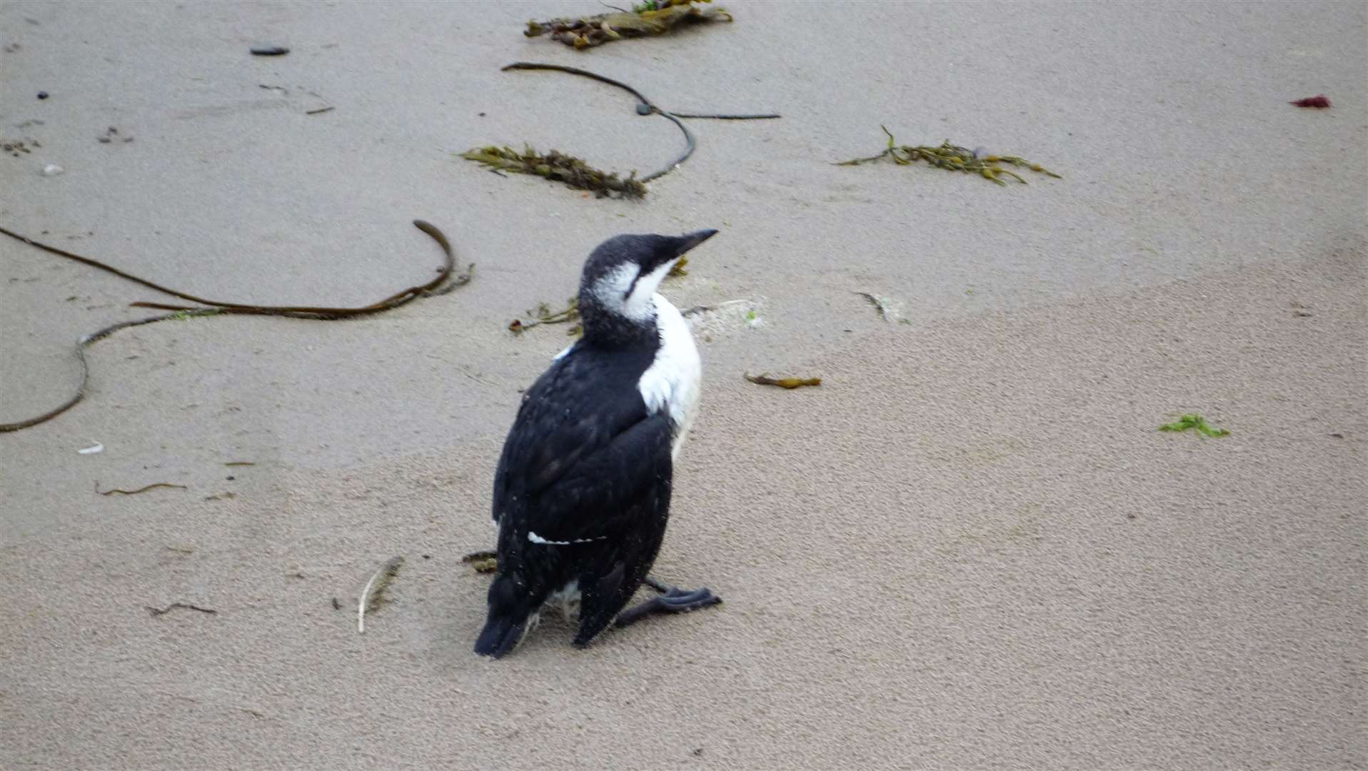 A confused guillemot stands on Keiss beach – a probable victim of bird flu. All around it were the carcases of other native seabirds. Picture: DGS