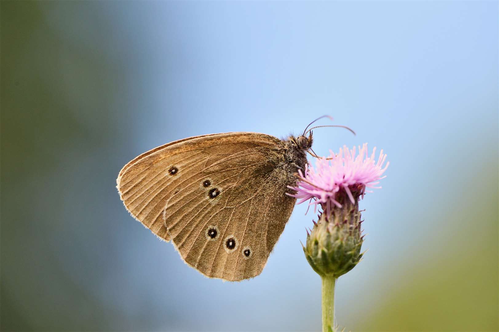 Ringlet butterfy feeding on the SNH wildflower meadow at Battleby, Perthshire. ©Lorne Gill/SNH