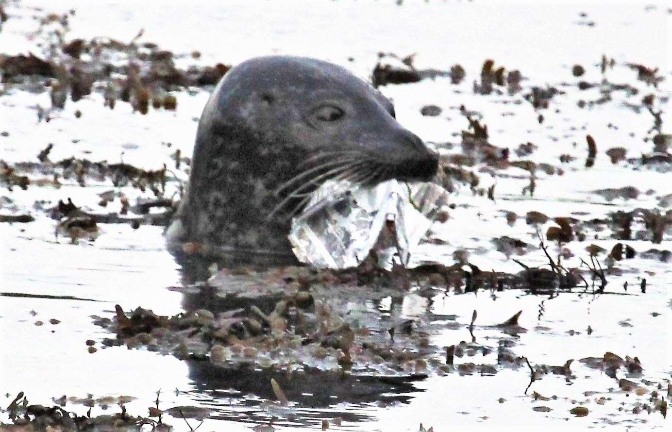 The seal was seen playing with an empty crisp packet at Harrow harbour near the Castle of Mey. Pictures: Valerie Clark