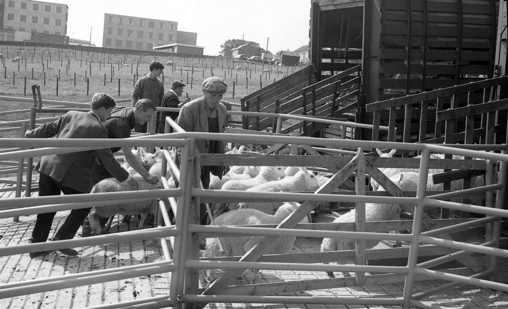 Sheep being loaded onto a lorry after a sale at Hamilton’s Auction Mart, with Thurso High School in the background. Jack Selby Collection / Thurso Heritage Society
