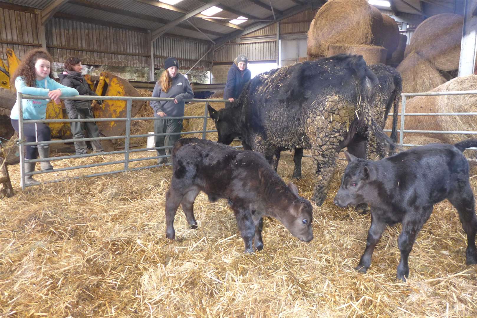 Danielle Sinclair (left), cousin Marin Hood (centre) and Kyle Sinclair check on the AI-bred Aberdeen Angus calves as they settle into their straw-bedded pen with Hilda Hood looking on. Picture: Willie Mackay