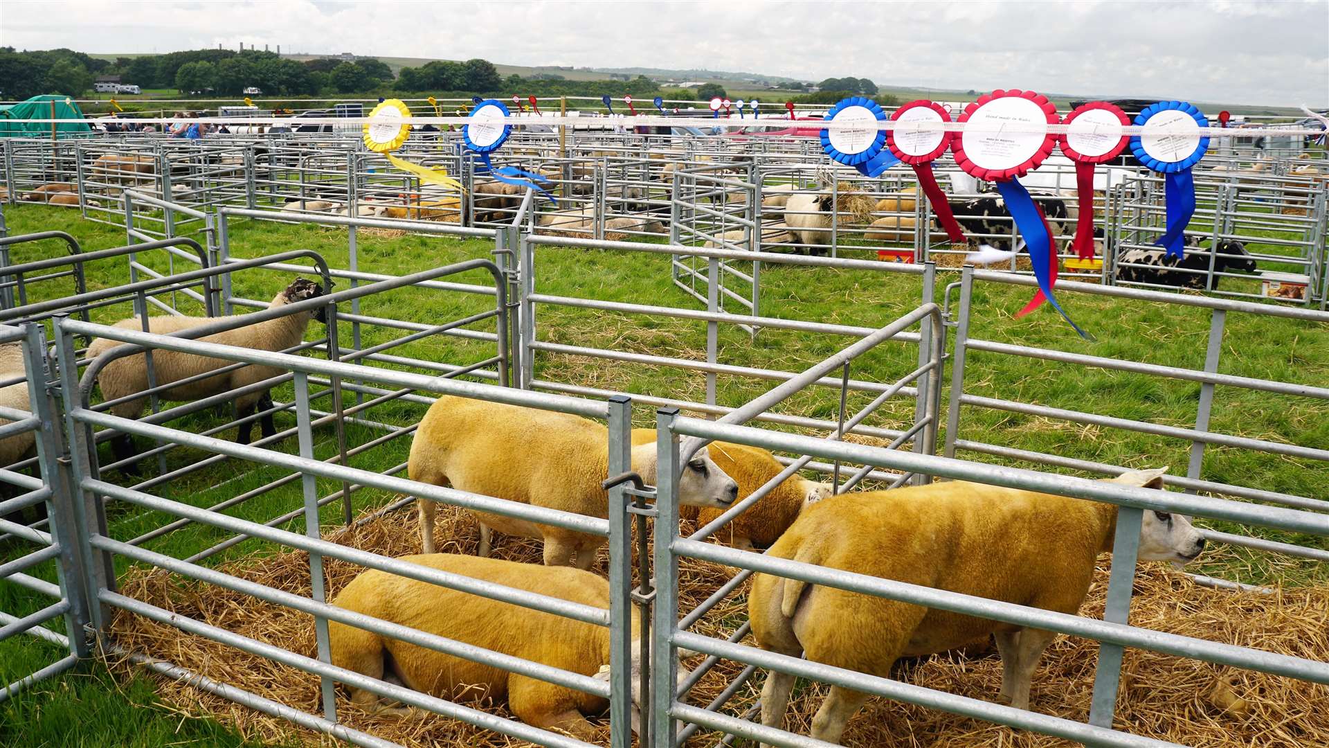 Winning rosettes for sheep at the 2023 County Show in Wick. Picture: DGS