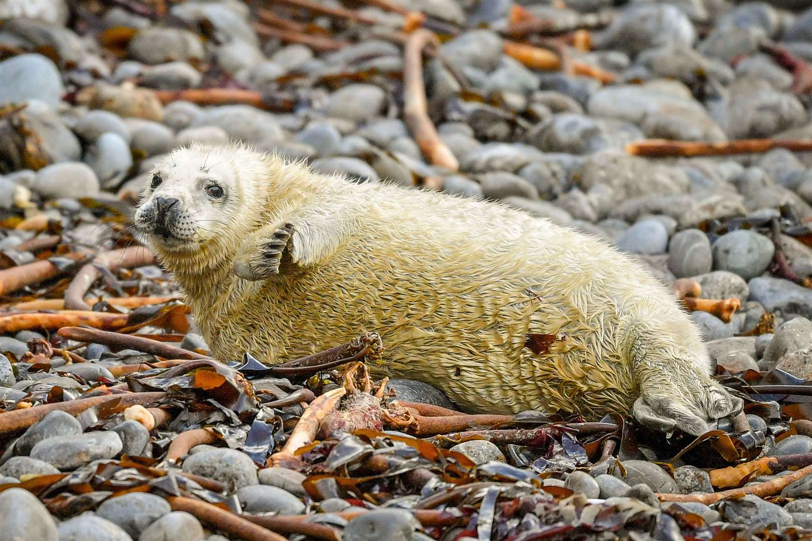 The seal pup (Ben Birchall/PA)