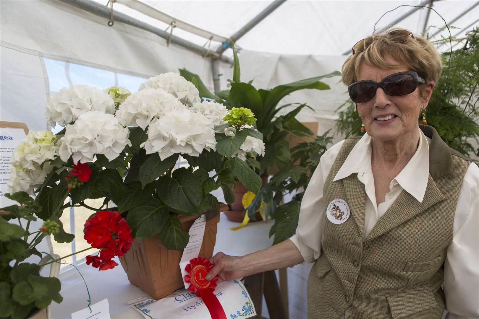 Gladys Gunn, of Latheron, with her hydrangea that won best exhibit in the flower show. Picture: Robert MacDonald / Northern Studios